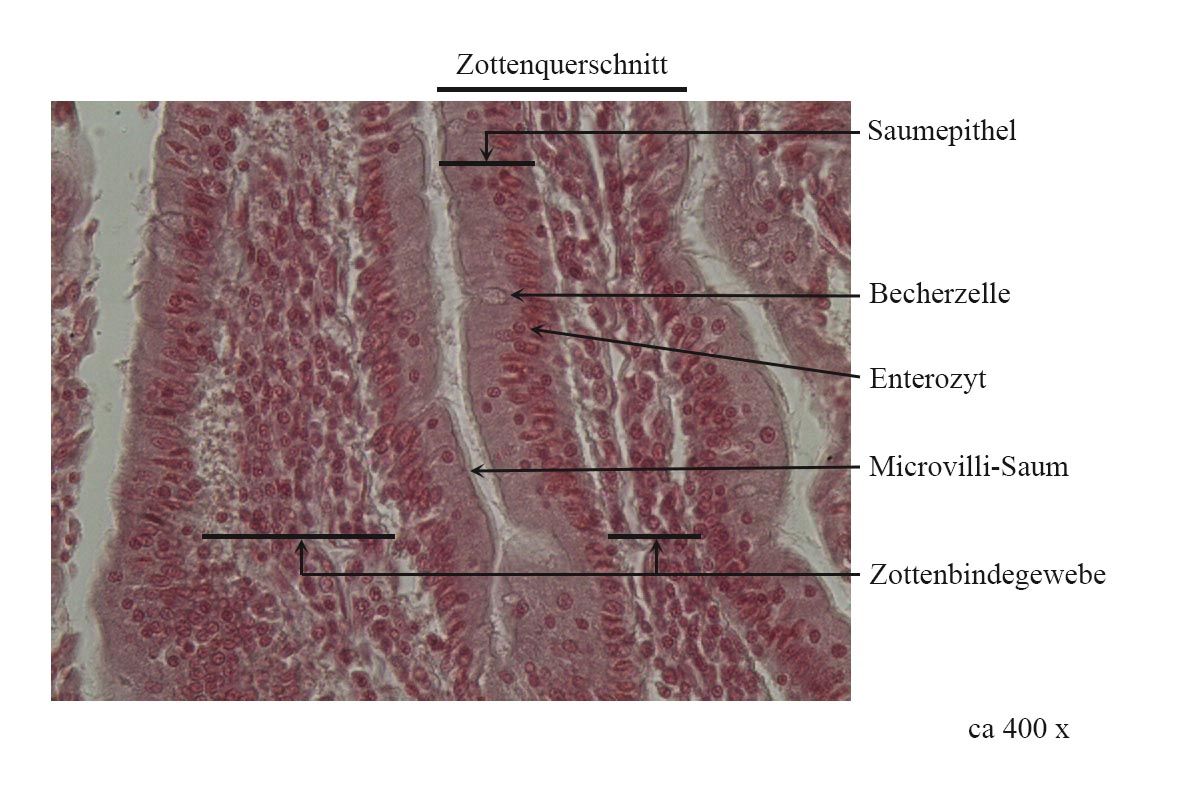 Zottenquerschnitt